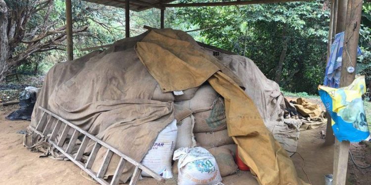 Bandidos furtam mais de 40 sacas de café na zona rural de Sooretama