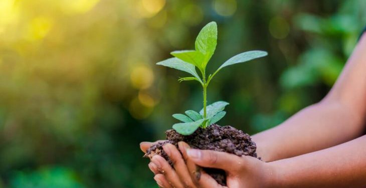 Prefeitura de João Neiva cria o Selo Jequitibá de proteção ambiental