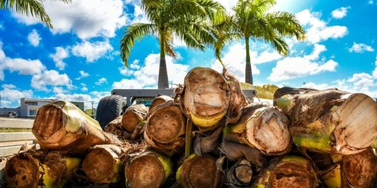 Torta capixaba: comerciantes terão dois pontos para venda de palmito na segunda(11) e na terça(12)