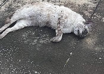 Envenenamento de animais de rua revolta moradores do bairro Floresta, em João Neiva