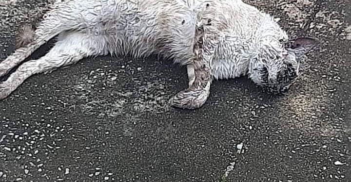 Envenenamento de animais de rua revolta moradores do bairro Floresta, em João Neiva