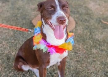 Linhares terá feira de adoção de animais no próximo sábado(14)