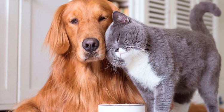 Vacinação antirrábica para pets começa nesta semana, em João Neiva