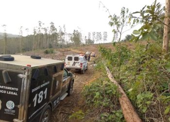 Homem morre após ser atingido por eucalipto em Rio Bananal