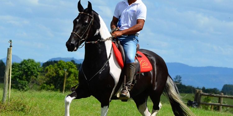 Jaguaré sedia 1ª Copa Marcha do Cavalo Mangalarga Marchador