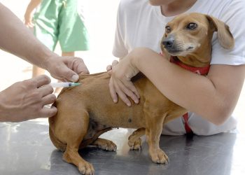 Prefeitura divulga calendário de vacinação contra a raiva em cães e gatos em Jaguaré