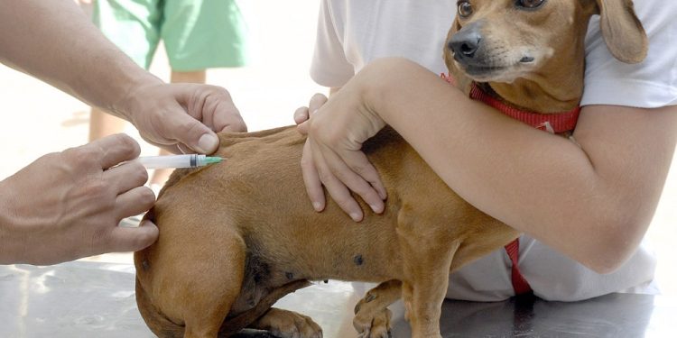 Prefeitura divulga calendário de vacinação contra a raiva em cães e gatos em Jaguaré