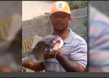 Pescador publica foto de peixe com mutilações causadas por poluição do Rio Doce