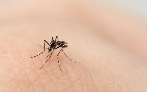 Linhares investiga suspeita de quarta morte por dengue
