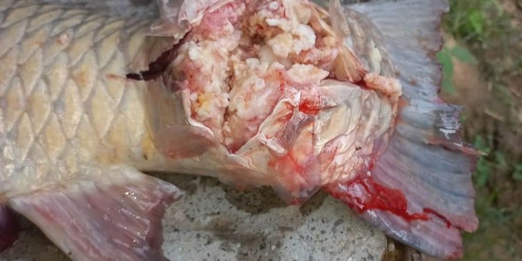 Pescadores denunciam peixes com tumor próximo à Lagoa do Limão, em Linhares