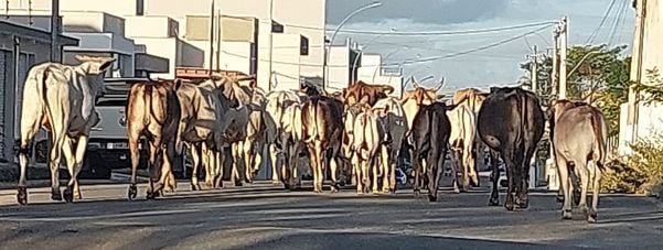 Homem deixa gado solto nas ruas do Três Barras e é multado em quase R$ 18 mil
