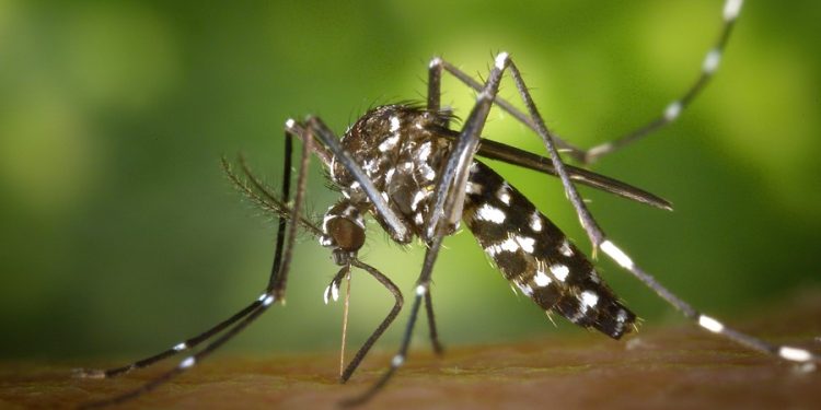 Altas temperaturas e chuvas favorecem ressurgimento de focos da dengue em Linhares