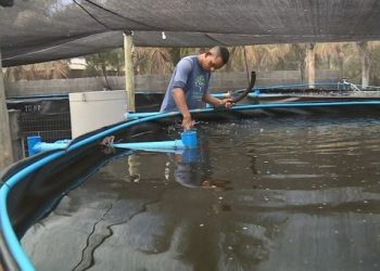 Inusitado: 100 kg de tilápias são furtados de tanque em Povoação