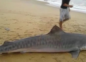 Tubarão-tigre é pescado em Pontal do Ipiranga