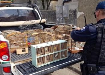Pássaros que viviam em cativeiro são resgatados em Linhares