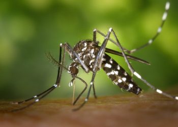 Casos de dengue seguem subindo em Linhares e já chegam a quase 500