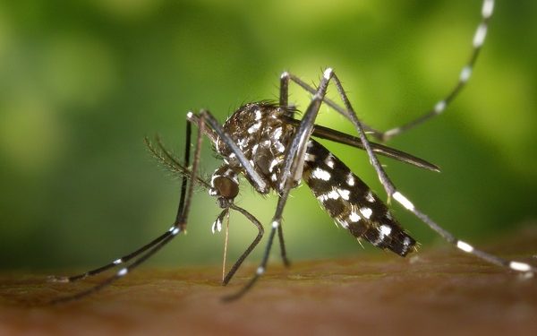 Casos de dengue seguem subindo em Linhares e já chegam a quase 500