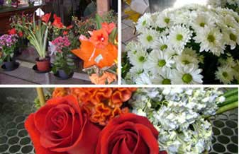 Dia Internacional da Mulher: floriculturas de Linhares preparadas para a data