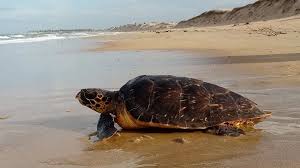 Guriri registra recorde histórico de desovas de tartarugas marinhas no ES
