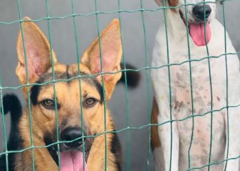 Canil da secretaria municipal de Meio Ambiente disponibiliza mais de 20 animais para adoção