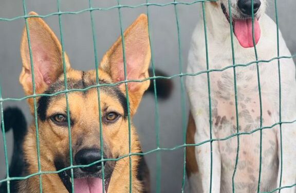 Canil da secretaria municipal de Meio Ambiente disponibiliza mais de 20 animais para adoção
