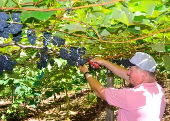 São Rafael sedia dias 4 e 5 de julho mais uma edição do Festival de Inverno