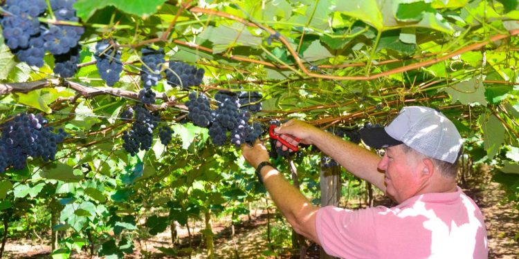 São Rafael sedia dias 4 e 5 de julho mais uma edição do Festival de Inverno