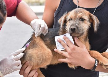 Vacinação Antirrábica: equipes estarão em Bebedouro no próximo sábado (11)