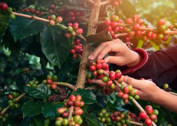 Concurso da Qualidade do Café Conilon: Inscrições até 16 de agosto