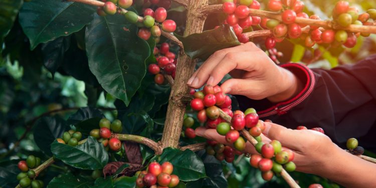 Concurso da Qualidade do Café Conilon: Inscrições até 16 de agosto