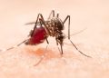 São Mateus se prepara para possível alta dos casos de dengue