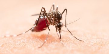 São Mateus se prepara para possível alta dos casos de dengue