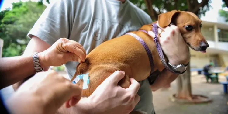 Cães e gatos serão vacinados neste sábado (10) em Linhares